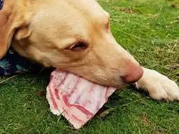 Bones