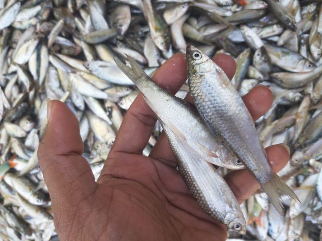 Fish
