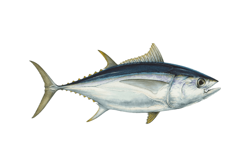 Tuna